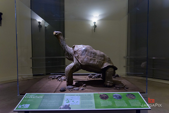 Galapagos_Conservatory_Lonesome_George_Preview-049