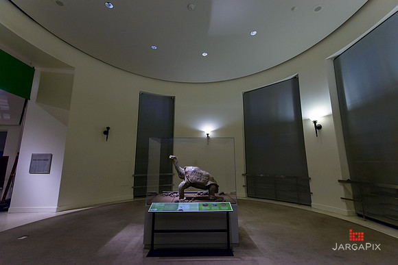 Galapagos_Conservatory_Lonesome_George_Preview-048