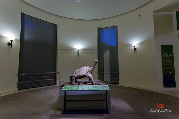 Galapagos_Conservatory_Lonesome_George_Preview-045