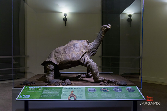 Galapagos_Conservatory_Lonesome_George_Preview-051