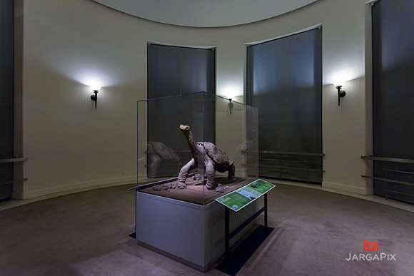Galapagos_Conservatory_Lonesome_George_Preview-050
