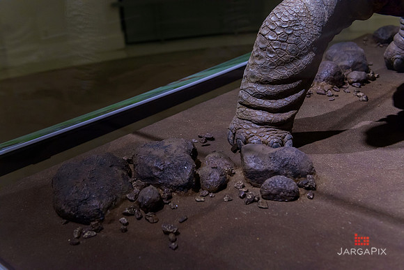 Galapagos_Conservatory_Lonesome_George_Preview-054