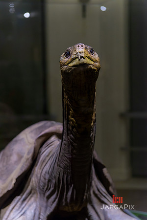 Galapagos_Conservatory_Lonesome_George_Preview-052