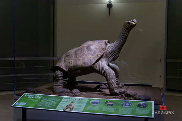 Galapagos_Conservatory_Lonesome_George_Preview-058