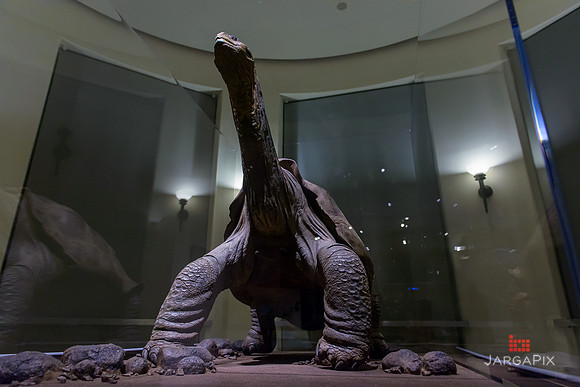 Galapagos_Conservatory_Lonesome_George_Preview-055