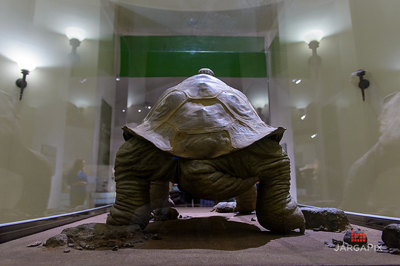 Galapagos_Conservatory_Lonesome_George_Preview-057