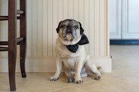 Sash_Bruce_Elia_Wedding-001