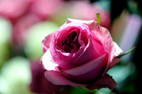 Floral_Expo_2013_JJC-005