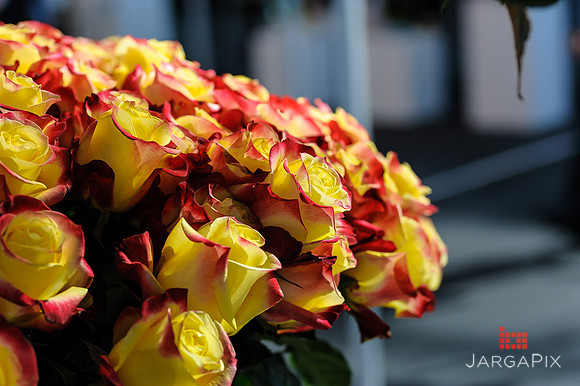 Floral_Expo_2013_JJC-026