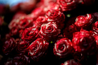 Floral_Expo_2013_JJC-017