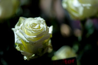 Floral_Expo_2013_JJC-007
