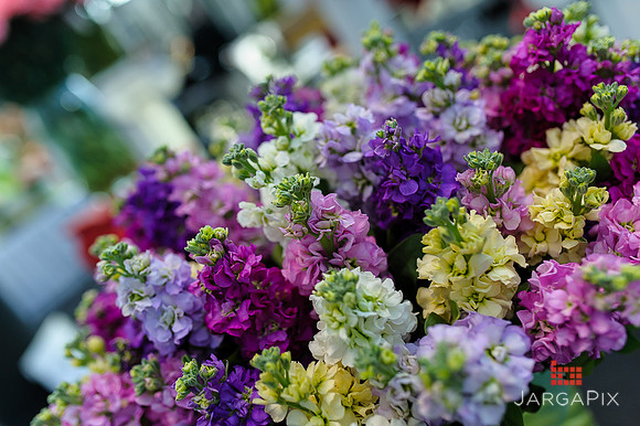 Floral_Expo_2013_JJC-052