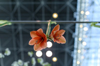 Floral_Expo_2013_JJC-049