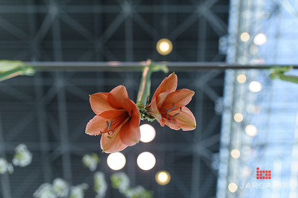 Floral_Expo_2013_JJC-049