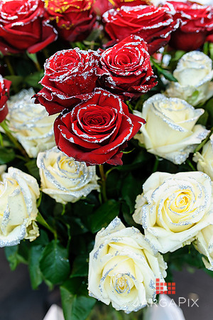 Floral_Expo_2013_JJC-063