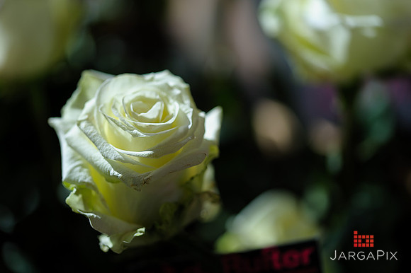 Floral_Expo_2013_JJC-007