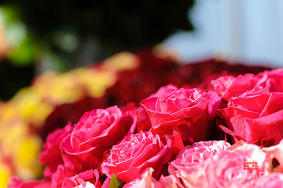Floral_Expo_2013_JJC-024