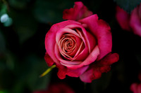 Floral_Expo_2013_JJC-006