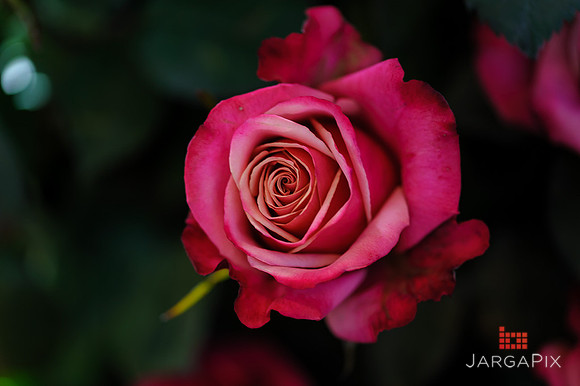 Floral_Expo_2013_JJC-006