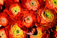 Floral_Expo_2013_JJC-009