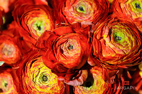 Floral_Expo_2013_JJC-009