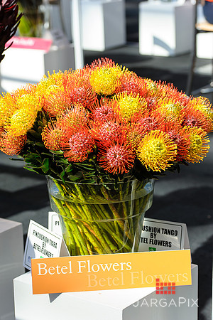 Floral_Expo_2013_JJC-020