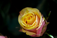 Floral_Expo_2013_JJC-004