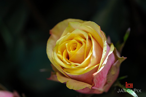 Floral_Expo_2013_JJC-004