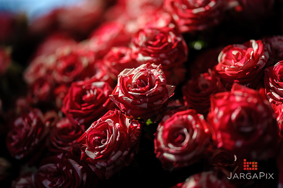 Floral_Expo_2013_JJC-017