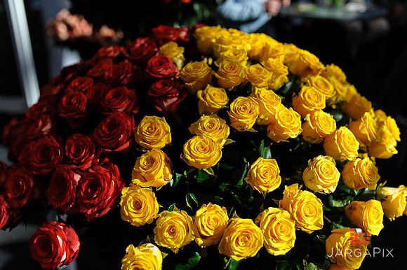 Floral_Expo_2013_JJC-071