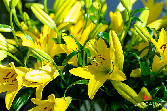 Floral_Expo_2013_JJC-022