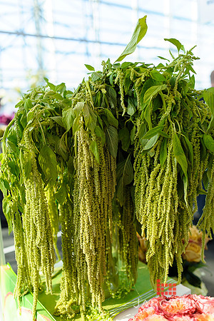 Floral_Expo_2013_JJC-046