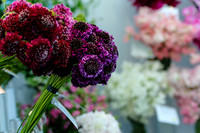 Floral_Expo_2013_JJC-019