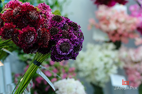 Floral_Expo_2013_JJC-019