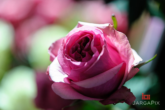 Floral_Expo_2013_JJC-005