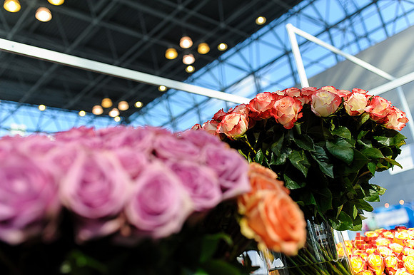 Floral_Expo_2013_JJC-034