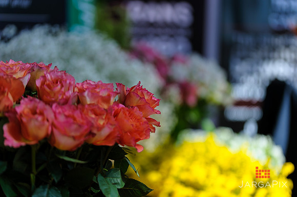Floral_Expo_2013_JJC-016