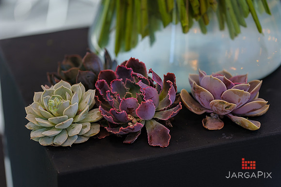 Floral_Expo_2013_JJC-010