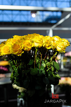 Floral_Expo_2013_JJC-068
