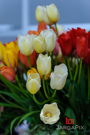 Floral_Expo_2013_JJC-008