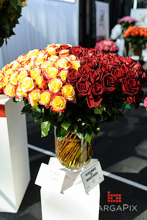 Floral_Expo_2013_JJC-036