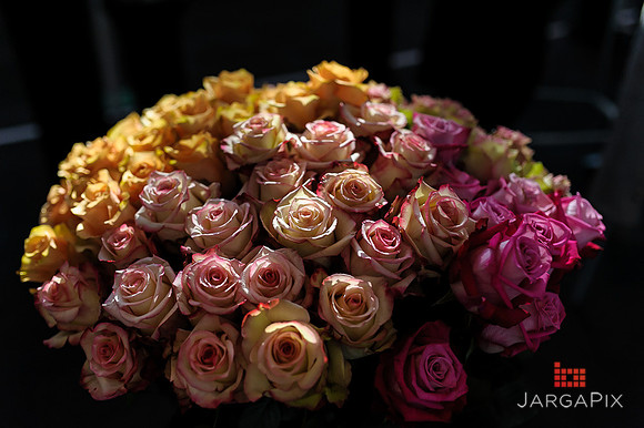 Floral_Expo_2013_JJC-070