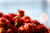 Floral_Expo_2013_JJC-018