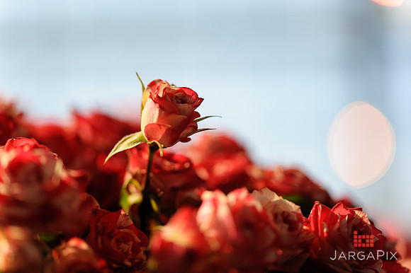 Floral_Expo_2013_JJC-018