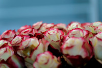 Floral_Expo_2013_JJC-011