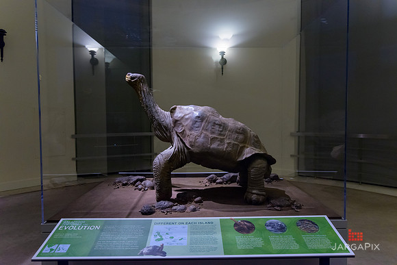 Galapagos_Conservancy_AMONH_Lonesome_George