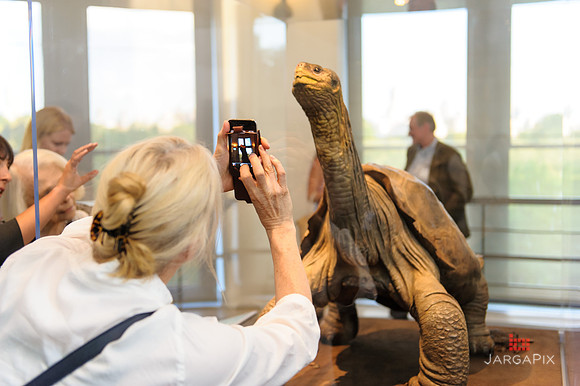 Galapagos_Conservancy_AMONH_Lonesome_George