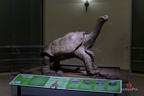 Galapagos_Conservancy_AMONH_Lonesome_George