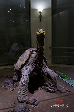 Galapagos_Conservancy_AMONH_Lonesome_George