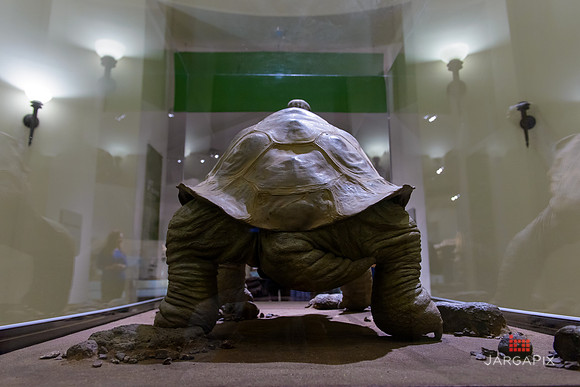 Galapagos_Conservancy_AMONH_Lonesome_George
